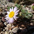 Erigeron trifidus