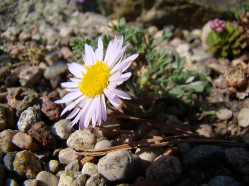 Erigeron trifidus