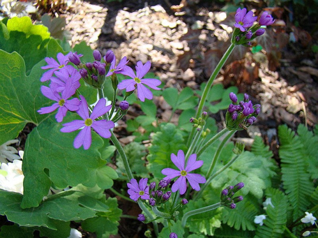 Primula cortusoides