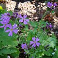 Primula cortusoides