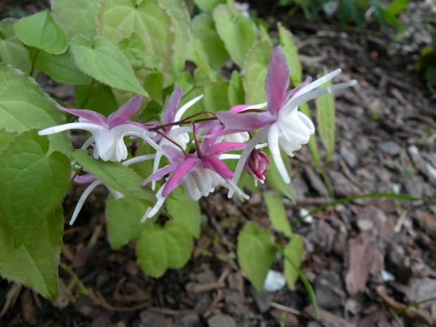 Epimedium grandiflorum 'Mugawa Gen Pan'