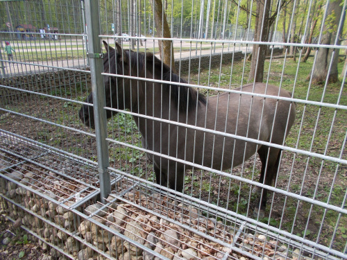 Białowieża-Hajnówka. Żubry żubrami, a ja focę tarpany bo bliżej ):-)