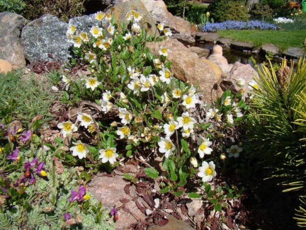 Dryas octopetala