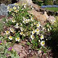 Dryas octopetala