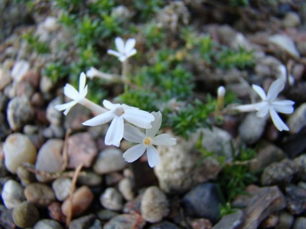 Phlox 'Tiny Buggles'