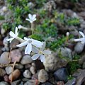 Phlox 'Tiny Buggles'