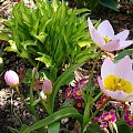 Tulipa saxatilis 'Lilac Wonder'