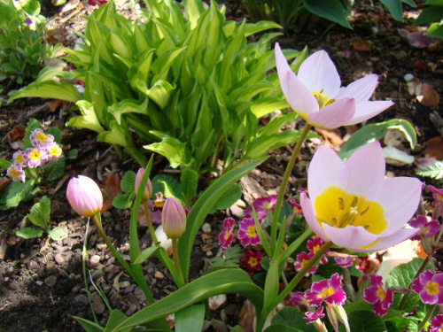 Tulipa saxatilis 'Lilac Wonder'