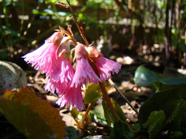 Shortia soldanelloides