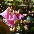 Shortia soldanelloides