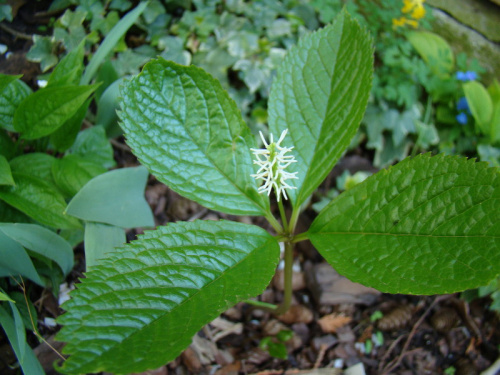 Chloranthus japonicus