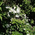 Exochorda 'The Bride'.