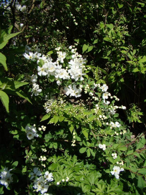 Exochorda 'The Bride'.