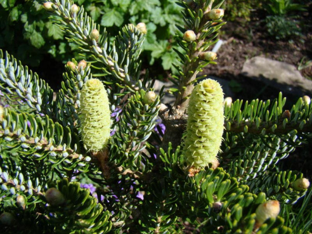 Abies koreana 'Frosty'