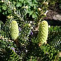 Abies koreana 'Frosty'