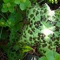 Podophyllum 'Spotty Dotty'