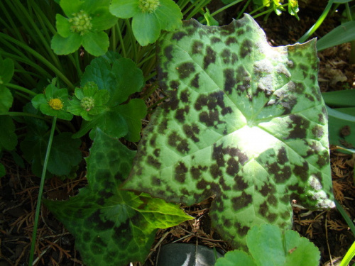 Podophyllum 'Spotty Dotty'