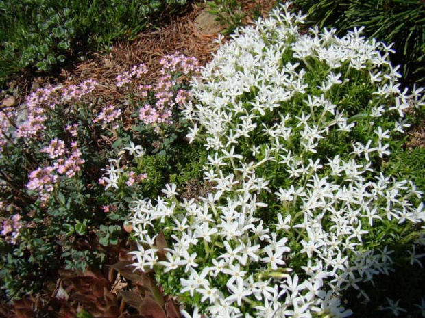 Phlox coville