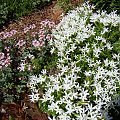 Phlox coville