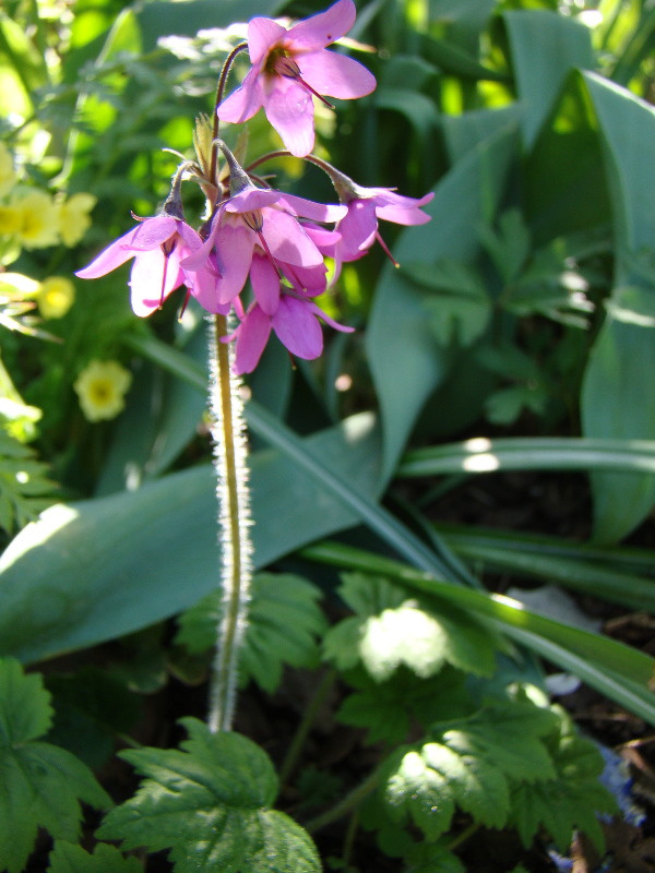 Cortusa matthioli