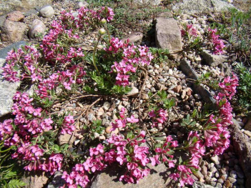 Daphne cneorum 'Velký Kosíř'.