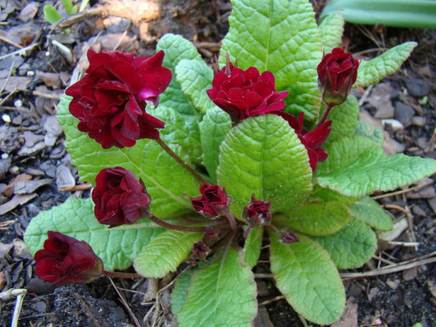 Primula 'Captain Blood'