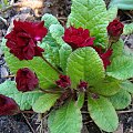 Primula 'Captain Blood'