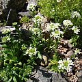 Draba ramosissima