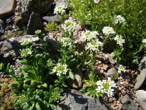 Draba ramosissima