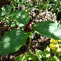 Trillium recurvatum