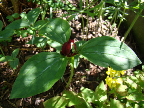 Trillium recurvatum