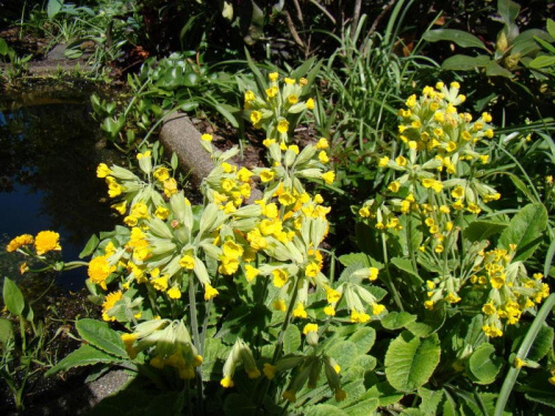 Primula veris