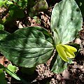 Trillium luteum