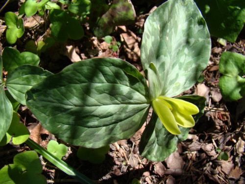 Trillium luteum