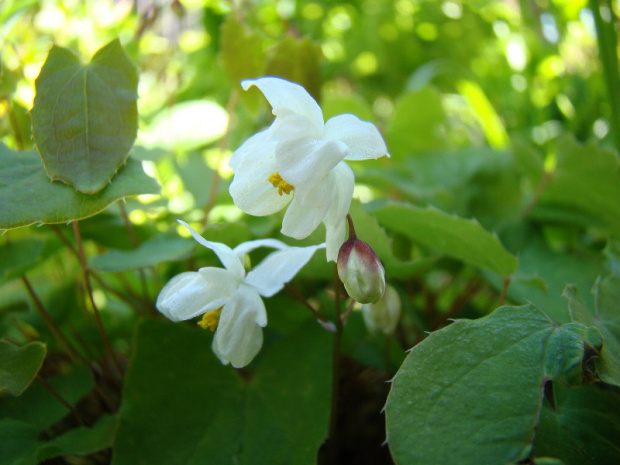 Epimedium 'Alabaster'