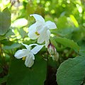 Epimedium 'Alabaster'