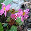 Primula rosea