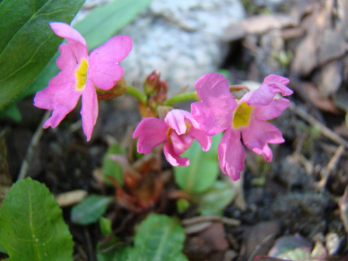 Primula rosea