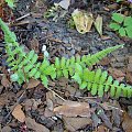 Lunathyrium angustata