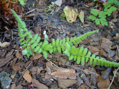 Lunathyrium angustata