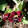 Primula auricula ' Black Jack'