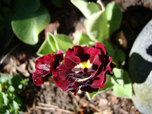 Primula auricula ' Black Jack'