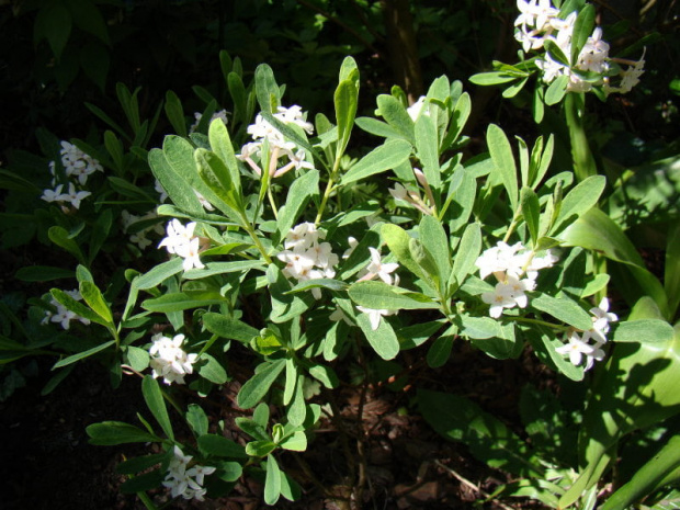 Daphne tangutica