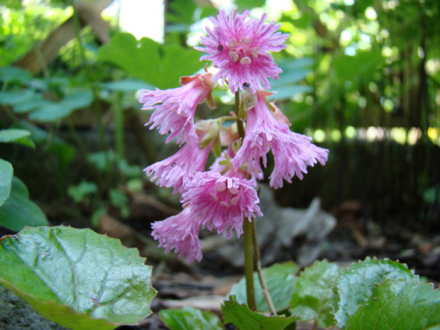 Shortia soldanelloides