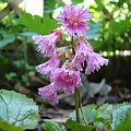 Shortia soldanelloides