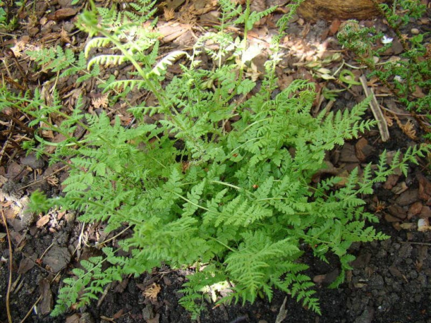 Woodsia obtusa