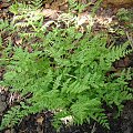 Woodsia obtusa