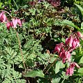 Dicentra 'Luxuriant'