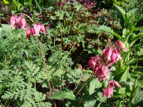 Dicentra 'Luxuriant'