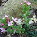 Daphne cneorum var. verlotii